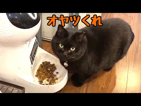 初老（父）とさらにデブった黒猫達がお留守番中です(YouTube)
