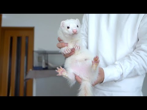 朝一から誰よりも活発すぎるフェレット(YouTube)