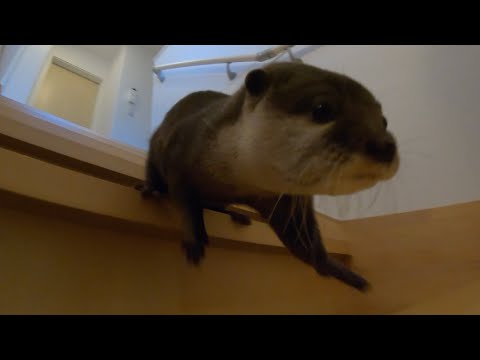 カワウソの体力測定した結果恐ろしい結果だった！I measured the otter’s physical fitness and the results were horrifying!(YouTube)