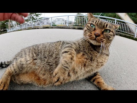 目が丸々なキジトラ猫がコロンと転がってモフりを要求してきた(YouTube)