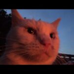 気付けば猫だらけ、ありのままの日常(YouTube)