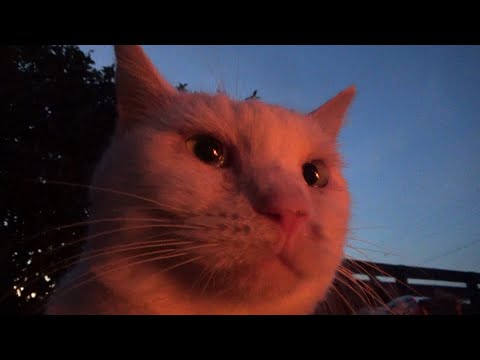 気付けば猫だらけ、ありのままの日常(YouTube)