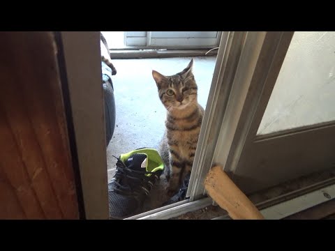 猫が扉を破壊してどやっていました(YouTube)