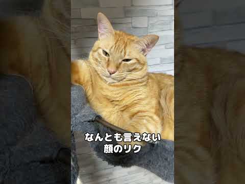 ニャンだこの手は！？　#shorts(YouTube)