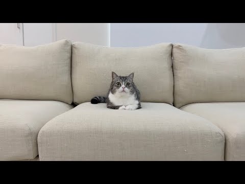 もち様　3年間ありがとう(YouTube)