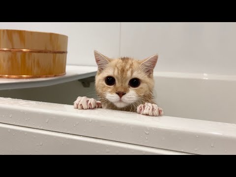 子猫を初めてお風呂に入れてみたらまさかすぎる展開になりました…笑(YouTube)
