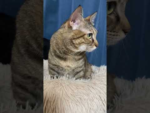 自分の寝床に弟猫がきてしまった…！　#shorts(YouTube)