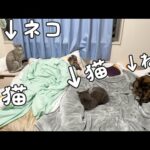 娘の部屋が猫まみれになりましたｗ(YouTube)