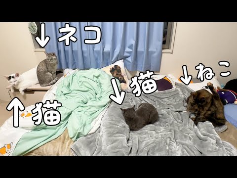 娘の部屋が猫まみれになりましたｗ(YouTube)