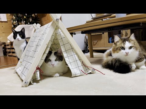 大盛況！手作りテントに順番待ちする猫が続出！(YouTube)