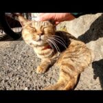 ビヨーンと伸びる猫を観察していたら目を覚ましてモフらせてくれた(YouTube)