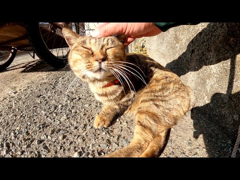ビヨーンと伸びる猫を観察していたら目を覚ましてモフらせてくれた(YouTube)
