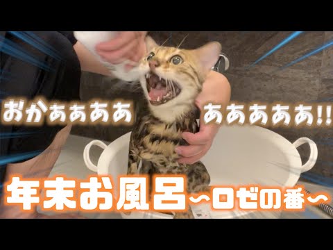 １年ぶりに鳴いてお漏らしする猫をお風呂に入れていく【ロゼ編】(YouTube)