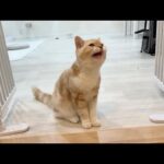 ちょっとでも兄と離れるだけで大泣きしちゃう子猫がこちらです…(YouTube)
