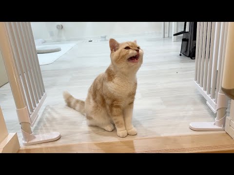 ちょっとでも兄と離れるだけで大泣きしちゃう子猫がこちらです…(YouTube)