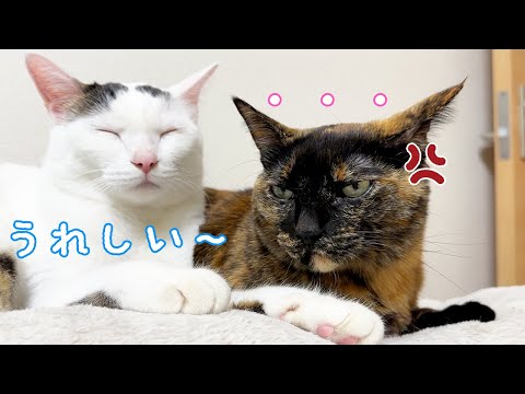 最近モモっちもチロさんを嫌がるようになってきました…(YouTube)