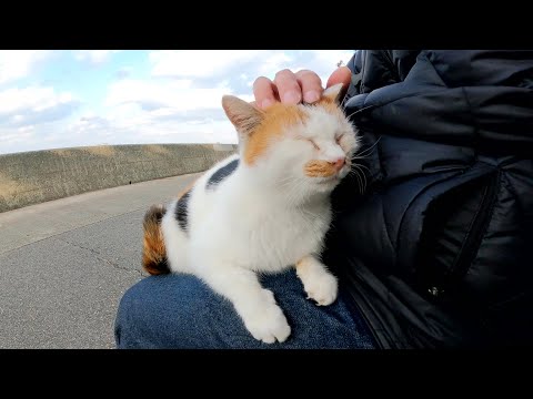 座っている人を見つけると速攻でひざの上にのってくる三毛猫(YouTube)