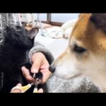 それぞれ個性のある猫6匹に爪切りをしました(YouTube)