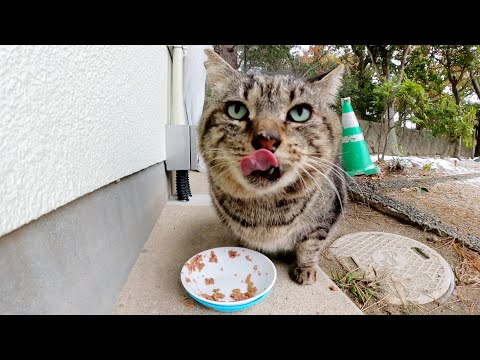 大雪の中、腹ペコの猫にボランティアさんがご飯を持ってきてくれた(YouTube)