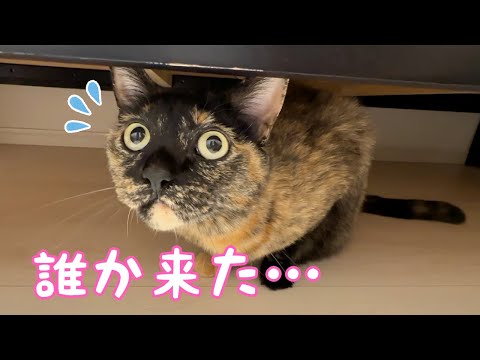 久々の来客におめめまん丸でビビる猫モモちゃん(YouTube)
