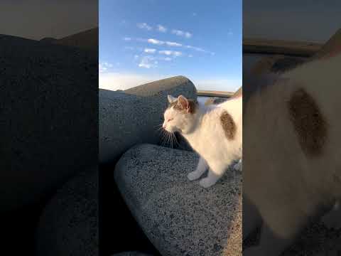 防波堤の野良猫(YouTube)