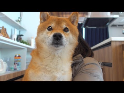 柴犬にはたった2文字を唱えるだけで可愛い現象が起こるようです。(YouTube)