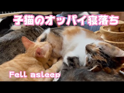子猫がオッパイ吸いながら寝落ちした　Fell asleep(YouTube)