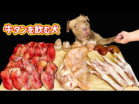 厚切り牛タンを一切噛まずに飲み込む犬w【閲覧注意ASMR】(YouTube)