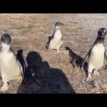 【悲報】ペンギンの見分けがつかなくなりました…(YouTube)