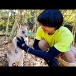 赤ちゃんカンガルーにデレッデレになる動画(YouTube)