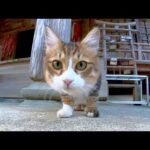 カメラが気になる神社の猫ちゃん(YouTube)