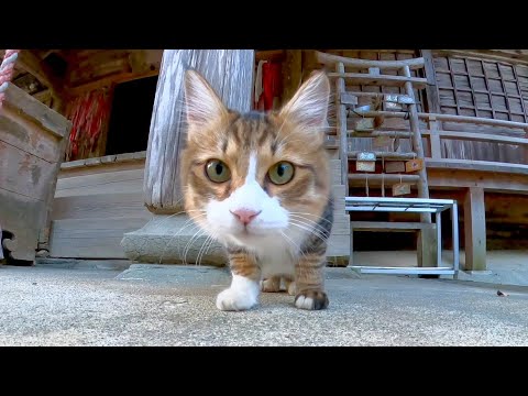 カメラが気になる神社の猫ちゃん(YouTube)