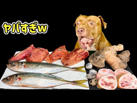 鯵を丸ごと食べるピットブルの咀嚼音がエグすぎる【閲覧注意ASMR】(YouTube)