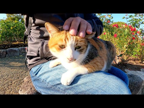 土のベッドでくつろいでいた三毛猫がひざの上にのってきた(YouTube)
