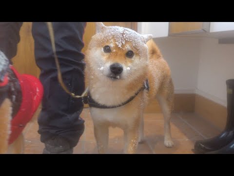 暴風雪で散歩から引き返した柴犬がこちら。(YouTube)