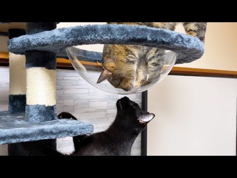 透明ハンモックにお目目まんまるな猫達(YouTube)