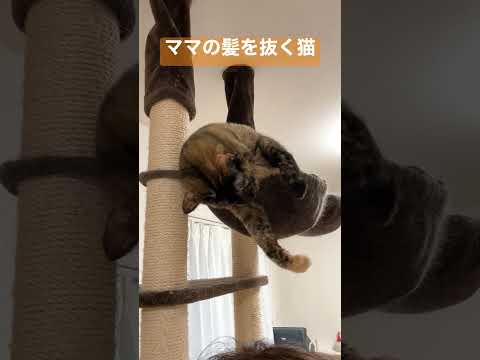 ママの髪を引っこ抜いてくるサビ猫 #shorts(YouTube)