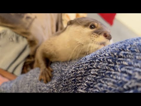 赤ちゃんが遊びにきた後のカワウソの反応が激しい Otter reacts violently after baby comes to play(YouTube)