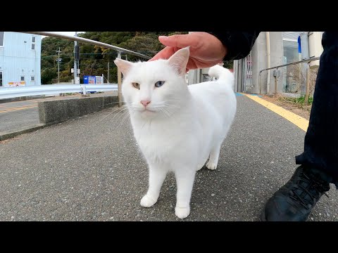 早朝、白猫がイライラしながら受付業務へと出勤する(YouTube)