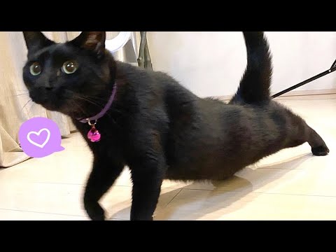 1番新入りの保護黒猫はいつも猫達の真ん中で愛されてます(YouTube)