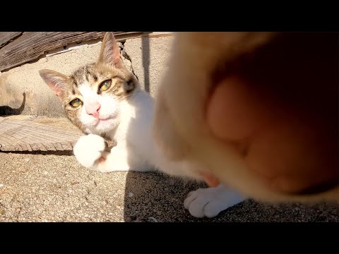 灰色猫とのプロレスに勝利したキジシロ猫が人間にも勝負を挑んできた(YouTube)