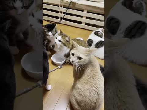 ついつい条件反射で殴りそうになる猫(YouTube)