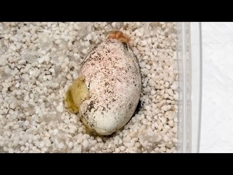 オオトカゲの孵化が始まりました！(YouTube)