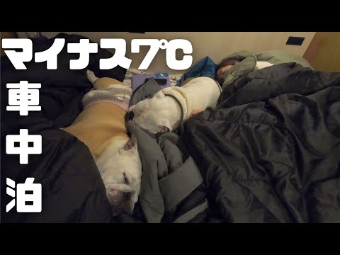 極限の状態でブル3匹と車中泊した結果がこちら…(YouTube)