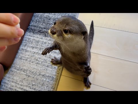 挙手をし、ぬるぬる動き回るおもしろカワウソ Interesting otter raising its hands and moving around in a slimy manner.(YouTube)