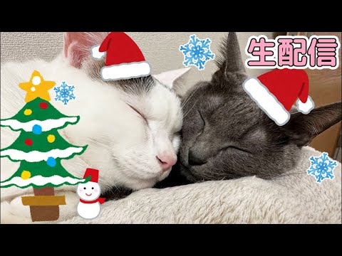 クリスマス生配信🎄お知らせもあるよ！(YouTube)
