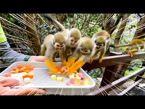〇〇野菜の争奪戦になったリスザル達(YouTube)