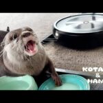ごはん中に突進してくるルンバを巧妙にかわすカワウソ　Otter Skillfully Dodges the Onrushing Roomba(YouTube)
