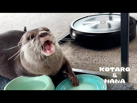 ごはん中に突進してくるルンバを巧妙にかわすカワウソ　Otter Skillfully Dodges the Onrushing Roomba(YouTube)