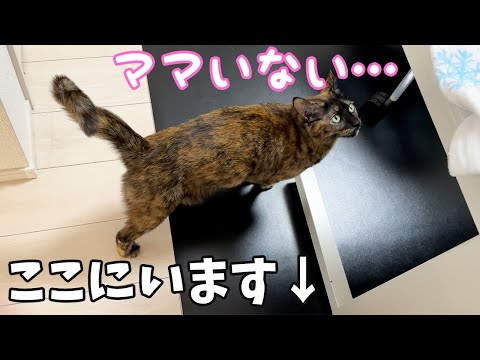 かくれんぼで真横まで来たのに気づかないサビ猫！！(YouTube)
